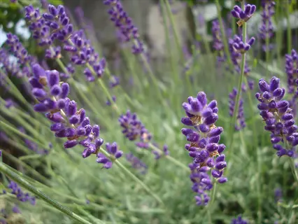 phenomenal lavender plants blooming with vibrant purple flower spikes and slender green stems