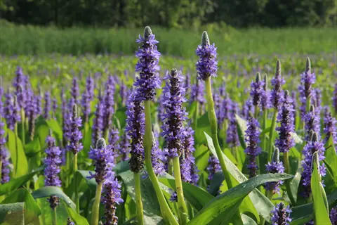 pickerelweed purple flowers: dense grouping of flowering spikes with broad green leaves in a marshy wetland area