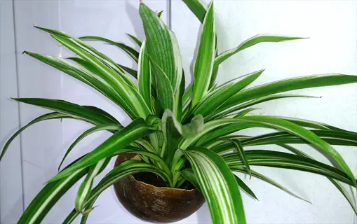 picturatum spider plant with green-white striped leaves in hanging pot