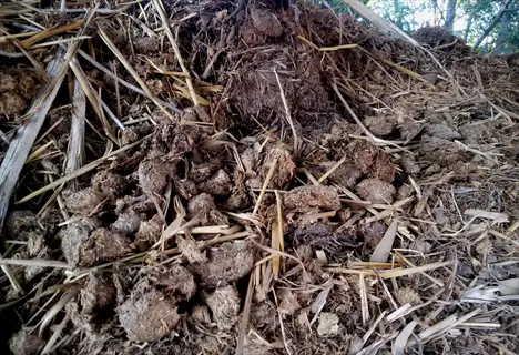 pile of decaying plant matter including straw, wood fragments, and plant detritus in an outdoor setting