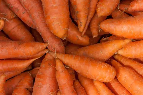 pile of freshly harvested autumn king carrots with bright orange hue and tapered shapes