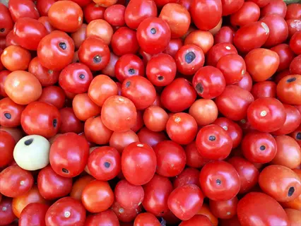 pile of ripe red tomatoes exhibiting blossom end rot, with characteristic dark sunken spots at the blossom end, alongside one unripe green tomato