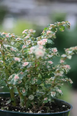 pilea mojito variegated plant in a green pot, showcasing green leaves with white variegation and small pink flowers