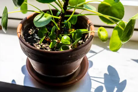 pilea peperomioides plant in clay pot on sunny windowsill with green round leaves and shadows
