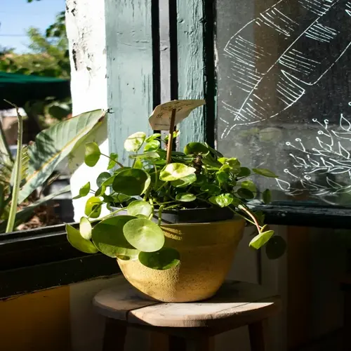 pilea plant in terracotta pot on wooden stool near bright window with decorative glass patterns