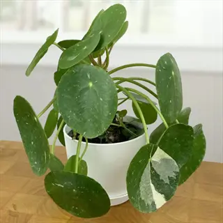 pilea plant with white splash variegated leaves in a white pot on a wooden table