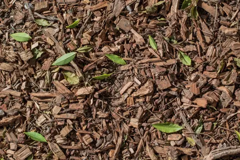 pine bark mulch with scattered green leaves, showing textured wood chips for garden moisture retention