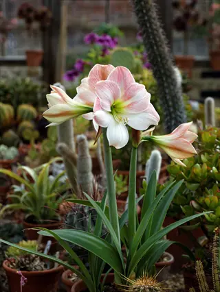 pink and white apple blossom amaryllis blooms in a greenhouse surrounded by diverse cacti and potted plants