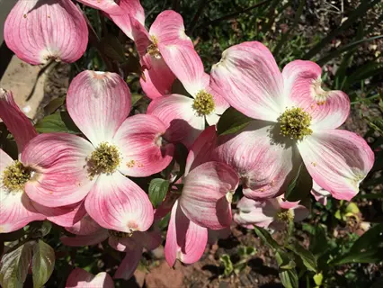 pink and white blossoms of cherokee brave dogwood flowering in sunlight