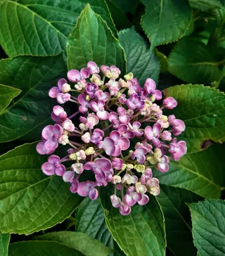 pink and white blossoms of mountain hydrangea serrata blooming amid lush green foliage