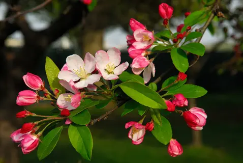 pink and white crabapple tree blossoms with green leaves on a sunlit branch