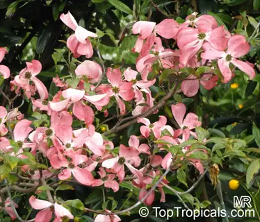 pink blooming cherokee sunset dogwood branches with green foliage