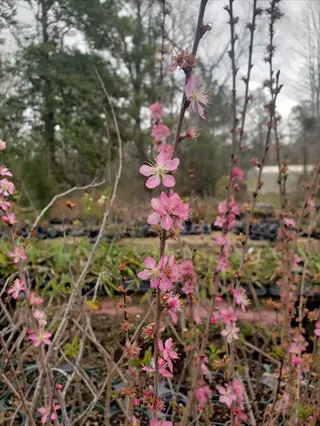 pink blossoms on branches of a hiromi dwarf weeping cherry tree in a garden setting