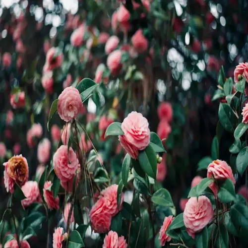 pink camellia flower blooms with layered petals surrounded by glossy green leaves
