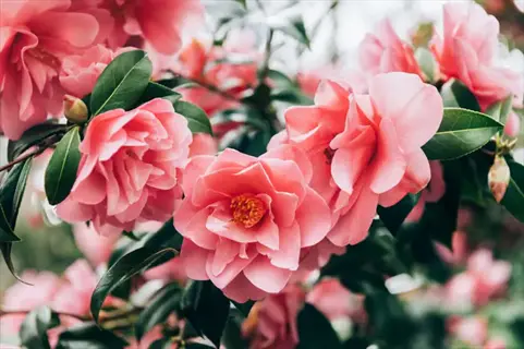 pink camellia winter bloom flowers with green leaves