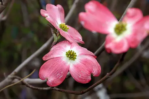 pink cherokee chief dogwood flowers with dewdrops blooming on branches