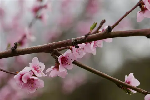 pink cherry blossoms on arching cherry tree branches in spring