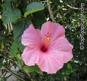 pink chinese hibiscus cultivar (hibiscus rosa-sinensis) in full bloom with green foliage