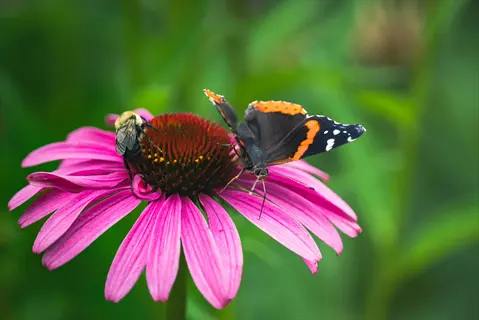 pink coneflower with red admiral butterfly and bee collecting nectar, showcasing coneflower butterfly nectar as native pollinator plants