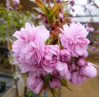 pink double-flowered kiku-shidare-zakura cherry tree blossoms with green leaves