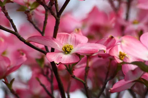 pink flowering dogwood spring blossoms on tree branches