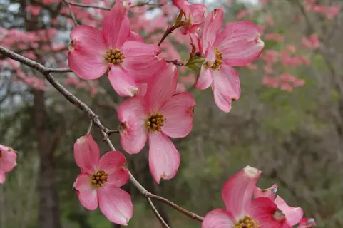 pink flowering dogwood tree branches with showy blossoms against a blurred green background