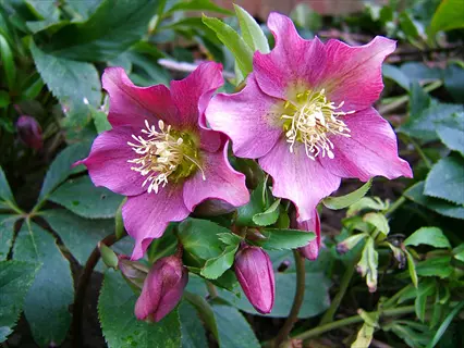 pink hellebore winter blooms with golden stamens and buds amidst lush green foliage