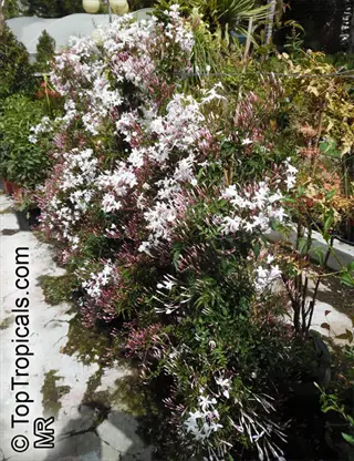 pink jasmine vine (jasminum polyanthum) blooming with white and pink flowers in a garden setting