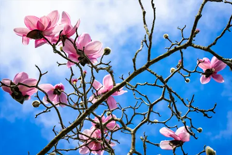 pink magnolia tree blooms on bare branches against a bright blue sky with white clouds