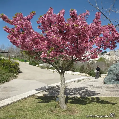 pink ornamental tree in bloom within a landscaped garden pathway setting with visible text elements