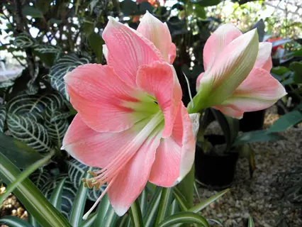 pink picotee amaryllis flower with white edges in a garden setting