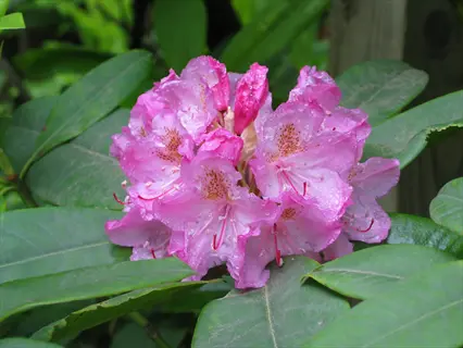 pink rhododendron flowers with water droplets on green leaves