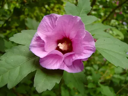 pink rose of sharon shrub flower with dark center surrounded by green leaves