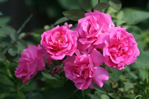 pink zephirine drouhin thornless roses blooming amidst green foliage