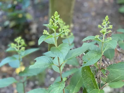 pinky winky hydrangea blooms with budding flower clusters and vibrant green leaves in a natural setting