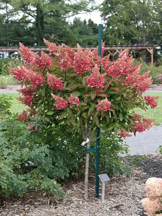 pinky winky hydrangea with pink-white blooms, staked in a garden with a plant label at its base