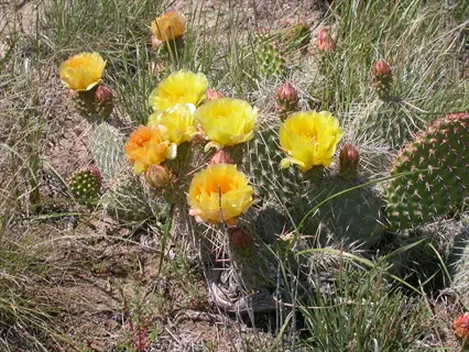 plains prickly pear cactus blooming with yellow flowers in a sunlit prairie landscape