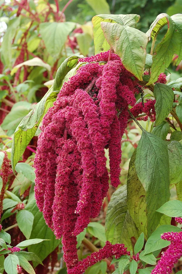 الأمارانث