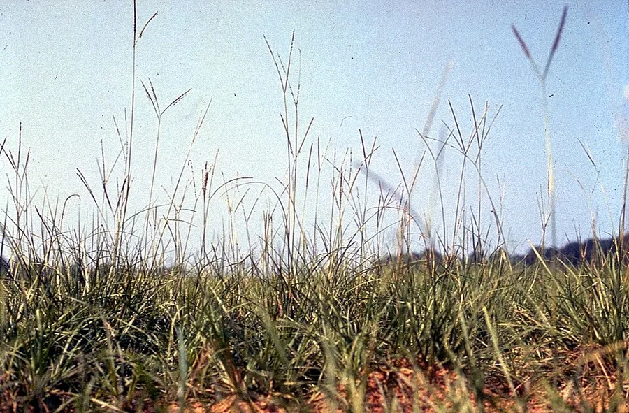 عشب الباهيا