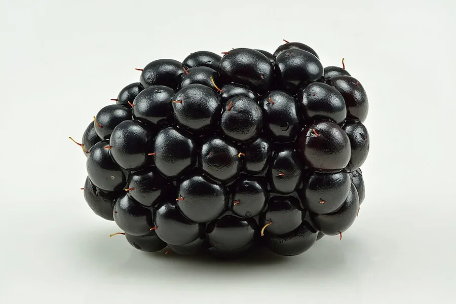 التوت الأسود