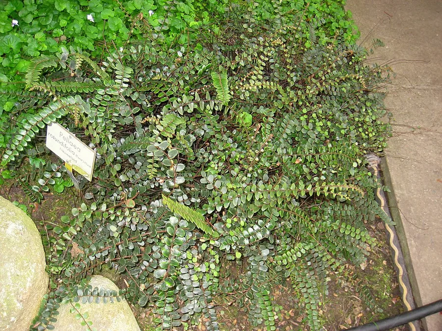 سرخس الأزرار