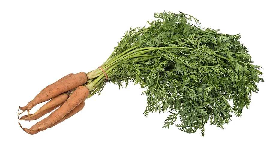 الجزر