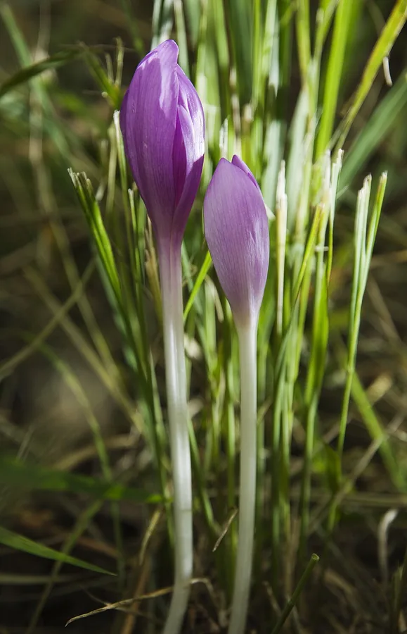 السورنجان