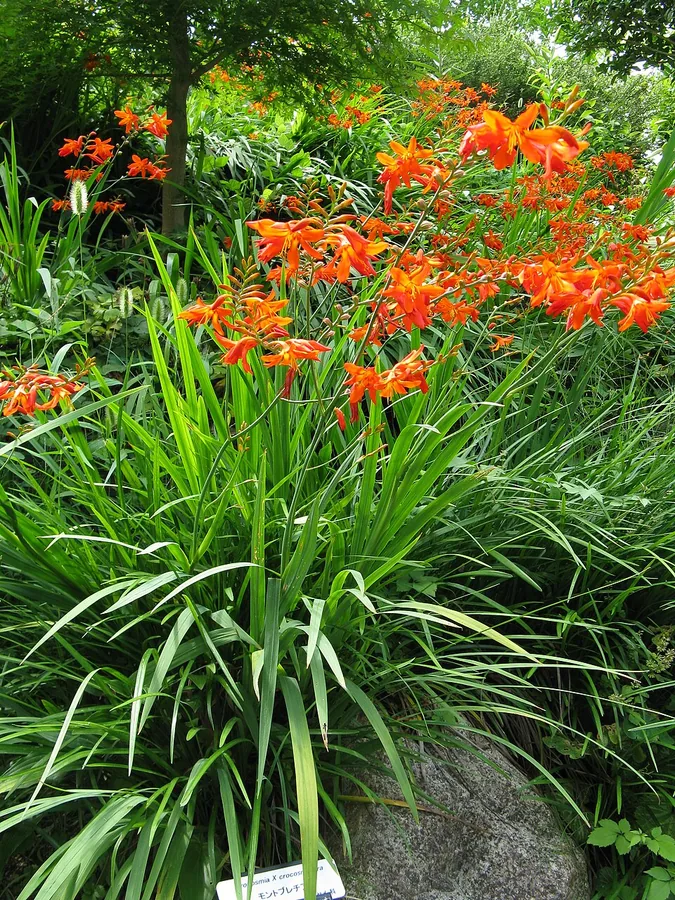 المونتبريشيا