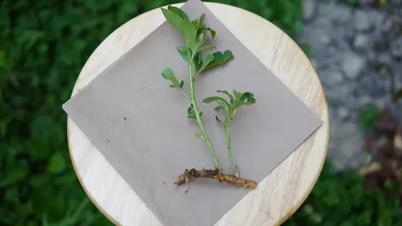 plant cuttings propagation with green stems and roots on brown paper, placed on a wooden surface