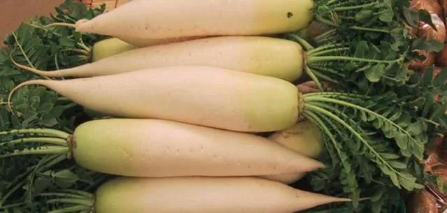 فجل الدايكون
