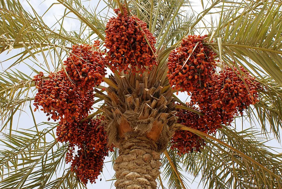 نخلة التمر