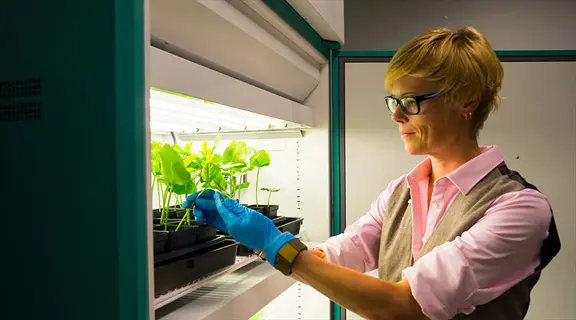 plant diagnostic laboratory: researcher in protective gloves examines seedlings under growth lights in controlled environment