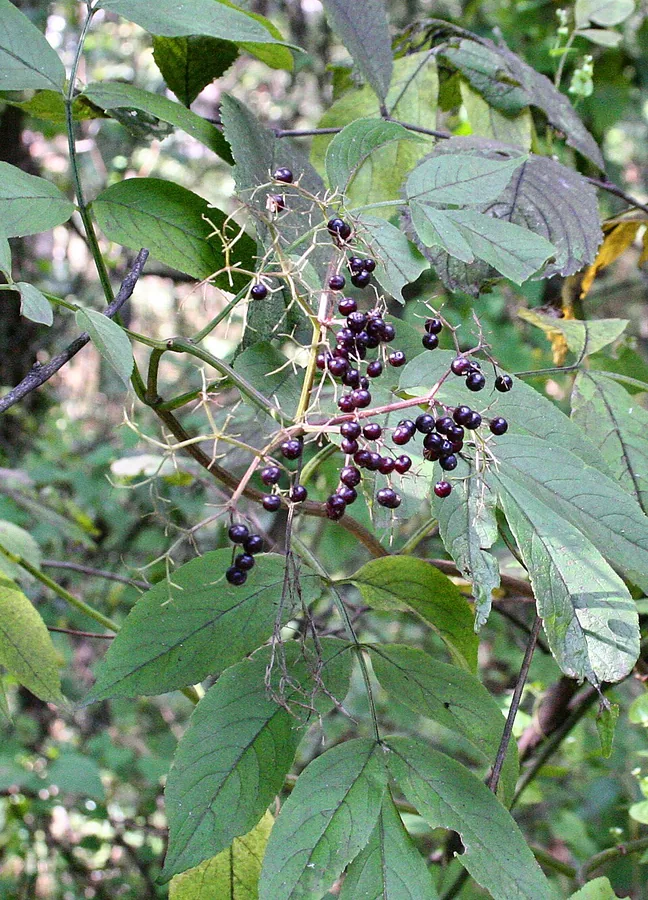 البلسان