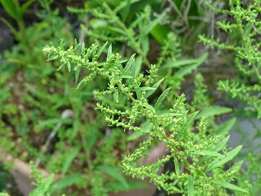 إيبازوت